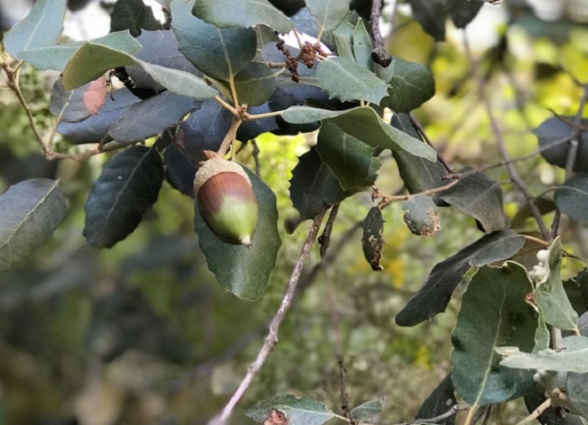 Holm oak acorn, prior collection for a direct-seeding experiment