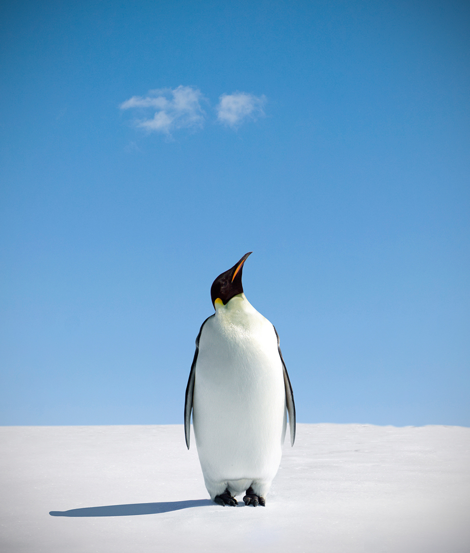 Un pingüino se encuentra detenido sobre un manto de nieve observando el cielo despejado