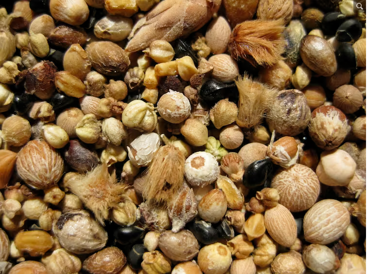  Native seed mix of Western Australian species. Kingsley Dixon, Author provided 
