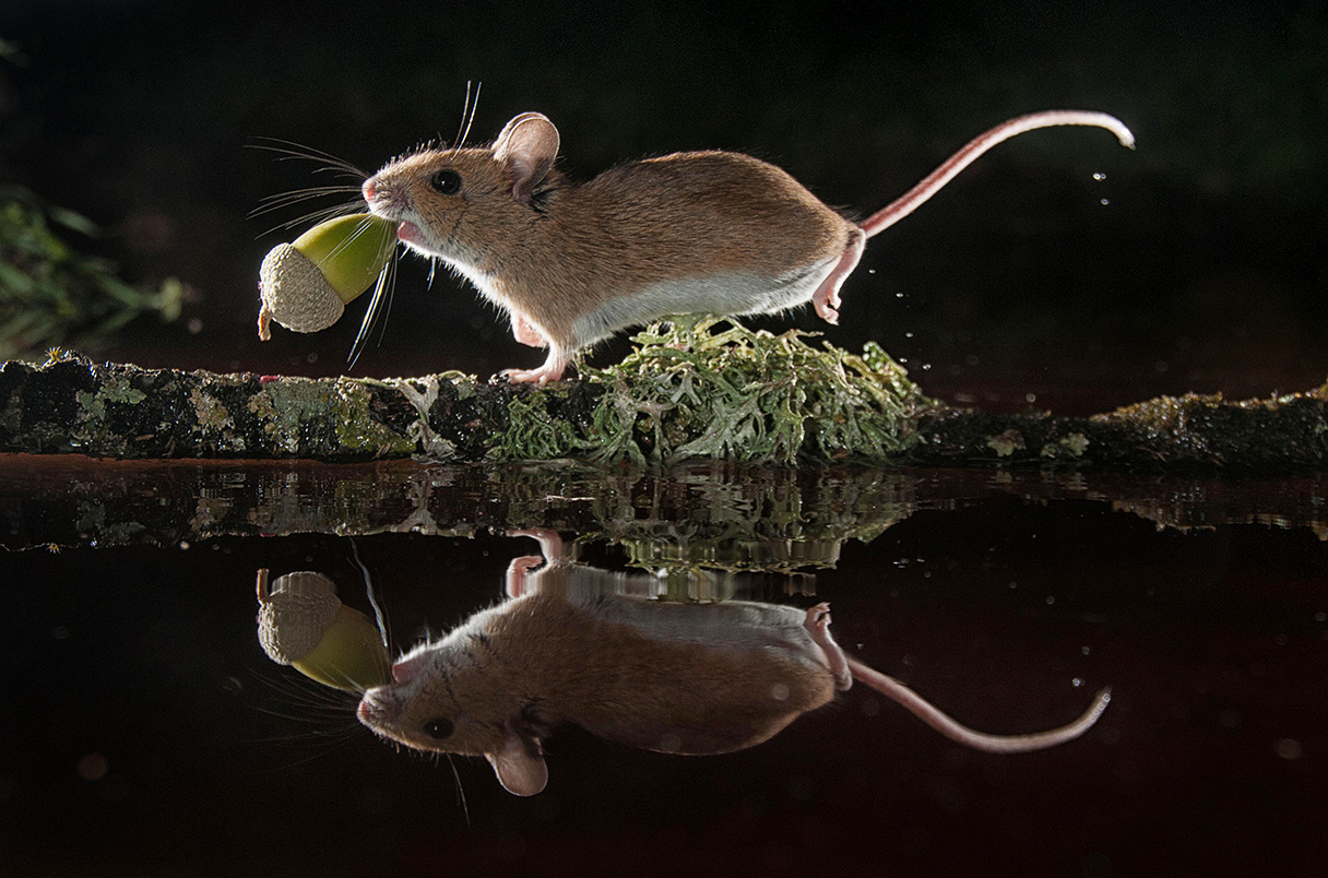 Ratón porteando un bellota