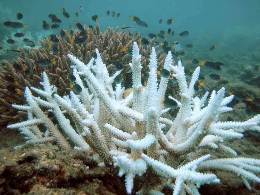 Bleached branching coral (foreground) and normal branching coral (background). Keppel Islands, Great Barrier Reef. https://es.m.wikipedia.org/wiki/Archivo:Keppelbleaching.jpg