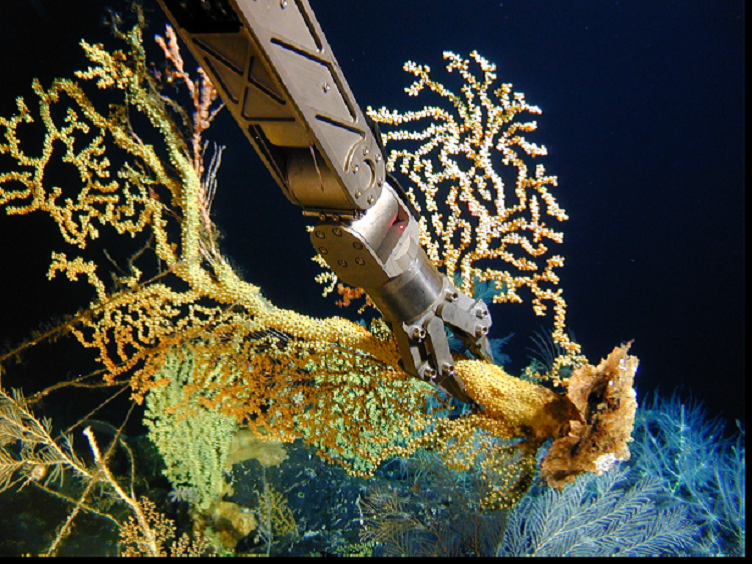 Muestras de coral